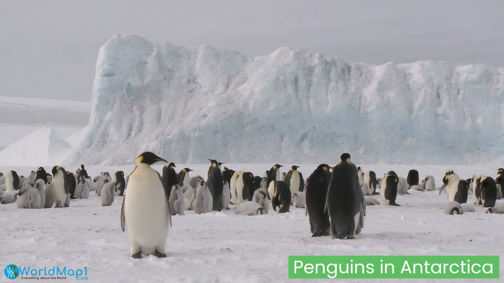 Penguins in Antarctica